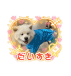 秋田犬ブラザーズ（個別スタンプ：31）