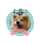 秋田犬ブラザーズ（個別スタンプ：32）