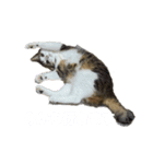 ラテモカシリーズ1（個別スタンプ：6）