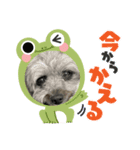 りんちゃんLINEスタンプ6（個別スタンプ：4）