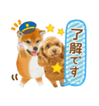 かわいい犬たち❤️ワンダフル しばけん（個別スタンプ：5）