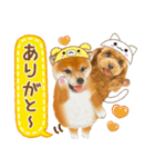 かわいい犬たち❤️ワンダフル しばけん（個別スタンプ：9）