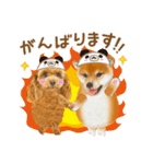 かわいい犬たち❤️ワンダフル しばけん（個別スタンプ：15）