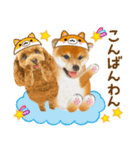 かわいい犬たち❤️ワンダフル しばけん（個別スタンプ：17）