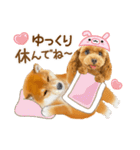 かわいい犬たち❤️ワンダフル しばけん（個別スタンプ：21）