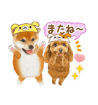 かわいい犬たち❤️ワンダフル しばけん（個別スタンプ：24）