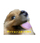 ぽめらにあんぷりんせす ver.2（個別スタンプ：3）