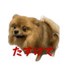 ぽめらにあんぷりんせす ver.2（個別スタンプ：5）