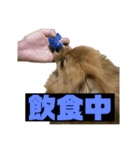 ぽめらにあんぷりんせす ver.2（個別スタンプ：7）