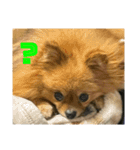 ぽめらにあんぷりんせす ver.2（個別スタンプ：8）