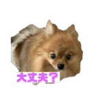 ぽめらにあんぷりんせす ver.2（個別スタンプ：9）