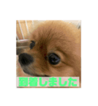 ぽめらにあんぷりんせす ver.2（個別スタンプ：10）