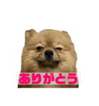 ぽめらにあんぷりんせす ver.2（個別スタンプ：11）
