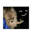 ぽめらにあんぷりんせす ver.2（個別スタンプ：15）