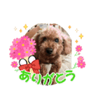 犬とわんことわんわんと（個別スタンプ：1）