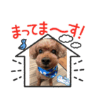 犬とわんことわんわんと（個別スタンプ：7）