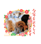 犬とわんことわんわんと（個別スタンプ：11）