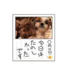 犬とわんことわんわんと（個別スタンプ：14）