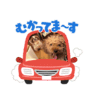 犬とわんことわんわんと（個別スタンプ：16）