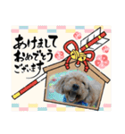 犬とわんことわんわんと（個別スタンプ：18）