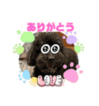 犬とわんことわんわんと（個別スタンプ：19）