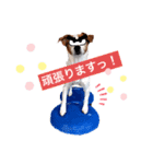 スムースジャック（個別スタンプ：3）