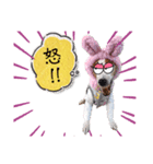 スムースジャック（個別スタンプ：5）