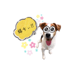スムースジャック（個別スタンプ：6）