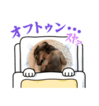 かわいいダックスフンドの子犬（個別スタンプ：13）