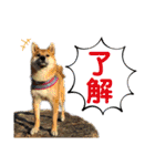 唄act3（個別スタンプ：1）