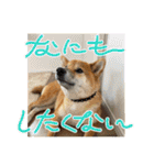 唄act3（個別スタンプ：36）