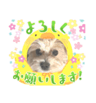 ろあちゃんすたんぴー（個別スタンプ：5）