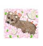 ろあちゃんすたんぴー（個別スタンプ：6）