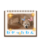 ろあちゃんすたんぴー（個別スタンプ：8）