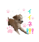 ろあちゃんすたんぴー（個別スタンプ：10）