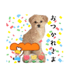 ろあちゃんすたんぴー（個別スタンプ：11）