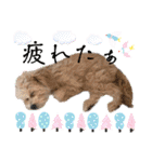 ろあちゃんすたんぴー（個別スタンプ：13）