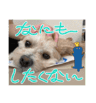 ろあちゃんすたんぴー（個別スタンプ：16）