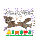 ろあちゃんすたんぴー（個別スタンプ：17）
