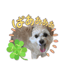 ろあちゃんすたんぴー（個別スタンプ：25）