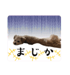 ろあちゃんすたんぴー（個別スタンプ：27）