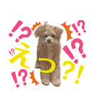 ろあちゃんすたんぴー（個別スタンプ：30）