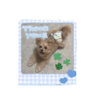 ろあちゃんすたんぴー（個別スタンプ：37）
