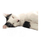 エブリデイねこ太（個別スタンプ：5）