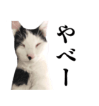 エブリデイねこ太（個別スタンプ：7）