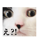 エブリデイねこ太（個別スタンプ：8）