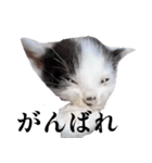 エブリデイねこ太（個別スタンプ：11）