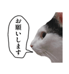 エブリデイねこ太（個別スタンプ：12）