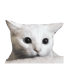 エブリデイねこ太（個別スタンプ：13）