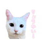 エブリデイねこ太（個別スタンプ：15）